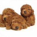 반려동물관리사 이미지