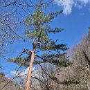 지리산봄날 이미지