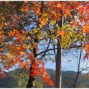 월악산 꽃피는 산골 | 월악산숙박 자연 속 힐링 충주 꽃피는산골 민박펜션
