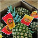 골드파인 이미지