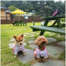 팔봉수피아 이미지