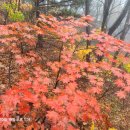 오대산(노인봉.소금강)(강릉시 평창군 연곡면.대관령면 진고개 )2024/10/19 푸르나산악회 이미지