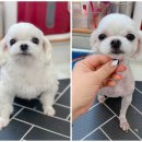 짱구네동물병원 이미지