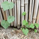 서동산약국 | 마먹는법(다양한 마 요리법)-- 서여향병, 마튀김, 마구이, 마국, 마쥬스, 마빵,마선식
