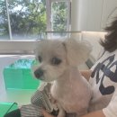 아이맘동물의료센터 이미지