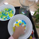 초록나무유치원 | 남양주구리양주,푸른샘유치원아이들 손끝에 머문 물의시간,워터코인수경재배 2회기