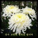 정해문 Daum카페