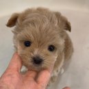 베베멍 강아지고양이분양 시흥본점 이미지