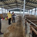 산성가축 이미지