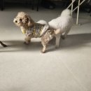 땅콩 애견유치원 | 멍스스쿨 - 수원 애견 유치원, 권선구 토이푸들 유치원 후기, 문제행동 교정