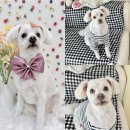 플로라펫 살롱 | 천안 신방동 애견미용 대왕 말티즈 플로라펫살롱