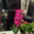 참살이협동조합 커피여행 | 26. 03. 02.(월) 참살이 협동조합, 솥뚜껑 미나리 삼겹살