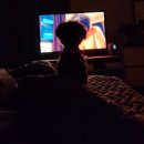 밀양동물메디컬센터 이미지