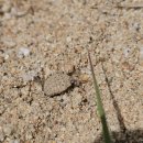 명주잠자리 애벌레(개미귀신) 이미지