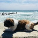 강아지 꼬순내 이미지