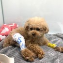 메르시동물병원 이미지