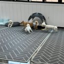 온리 펫살롱 이미지