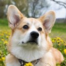 도그앤캣 동물병원 이미지