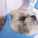 강아지봄 이미지