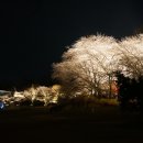 전주 동물원 벚꽃 야간개장! 이미지