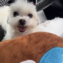 경민동물병원 Daum카페