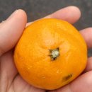 노고산소공원 이미지