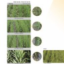 엠씨피 | 밧사그란엠60#벤타존+엠시피에이+제초제#H06+H04