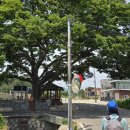 소동느티나무 이미지