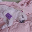 운정튼튼동물병원 이미지