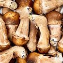 주식회사 농원 이미지