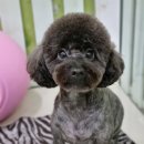 까비애견 이미지