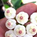 땡글이네 이미지