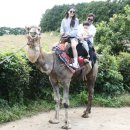 스테이아호이 이미지