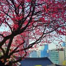 국당 Daum카페