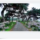 문경 봉천사 개미취 이미지