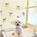 포블포블 이미지