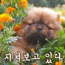 보고 이미지