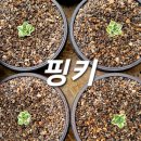 핑키