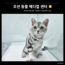 오션동물메디컬센터 | 고양이 중성화수술] 오션동물메디컬센터 백만이 수술후기