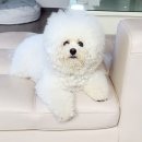 다기야기 이미지