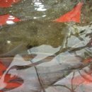 후리횟집 이미지