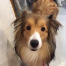 카페히릿 이미지