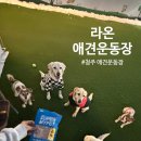 라온에너지 | 청주 라온 애견운동장 대관 후기, 대형견도 만족한 단독 대관 운동장