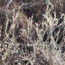 버들강아지 이미지