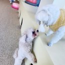 행복하댕 이미지