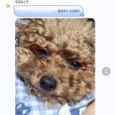 퍼피비스킷 | 대구 북구 칠곡 강아지 케이크 수제간식 전문점 퍼피비스킷