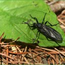 양지-3164 이미지