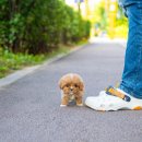 강아지분양 올리펍스 강남점 | 위례강아지분양 /시그니처펍스 / 성남 강아지분양 /위례애견샵
