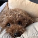 나은동물병원 이미지