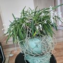 소엽풍란 이미지